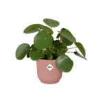 vibes fold rond 16cm delicaat roze
